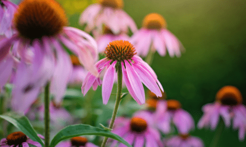 Echinacea small