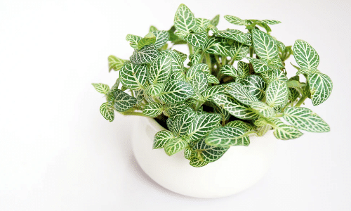 Fittonia small