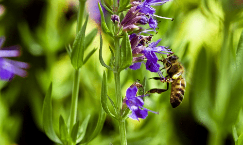 Hyssop small