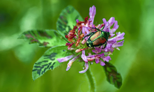 Japanese Beetle small