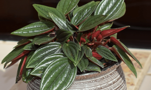 Peperomia in container small