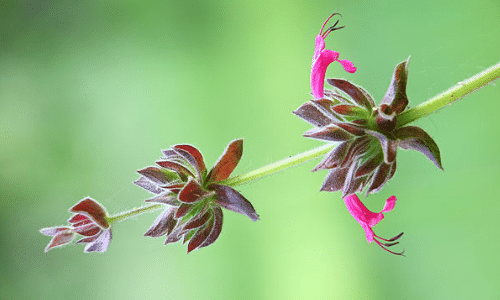 Pitcher sage small