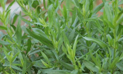 Tarragon small