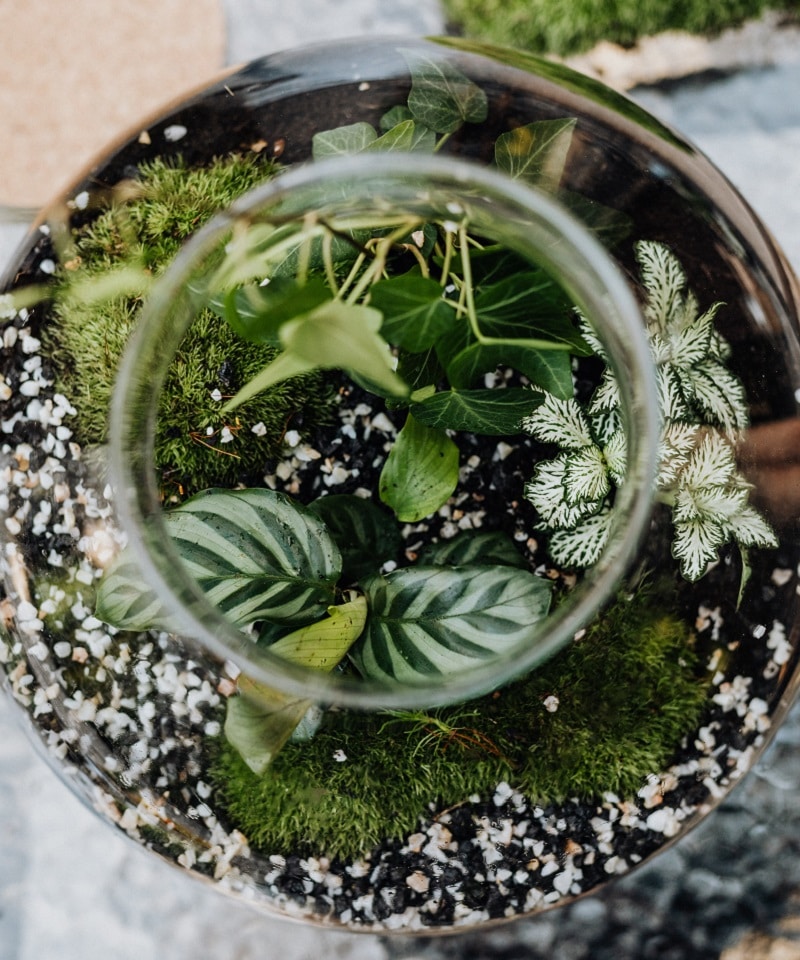 Which Soil and Substrates to Use in Your Terrarium Indoor Plant Guides