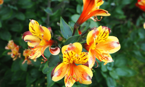 alstroemeria small