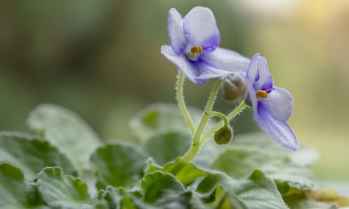 african violet