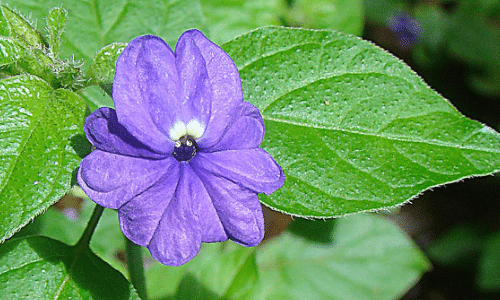 amethyst flower small