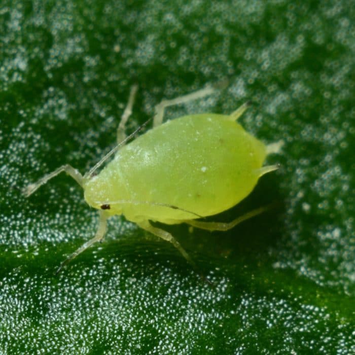 aphid on leaves