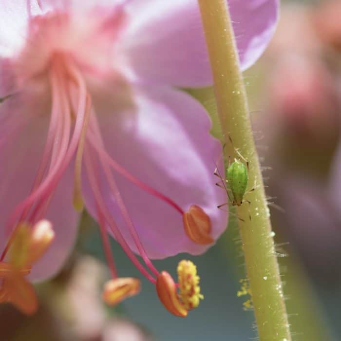 aphid on stem