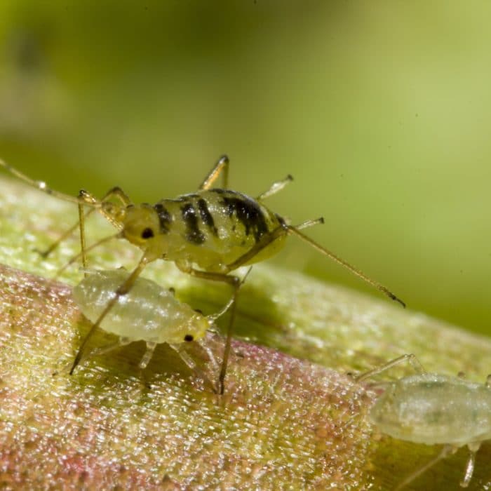 aphids and cricket insect
