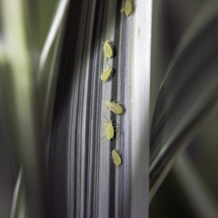 aphids on grass