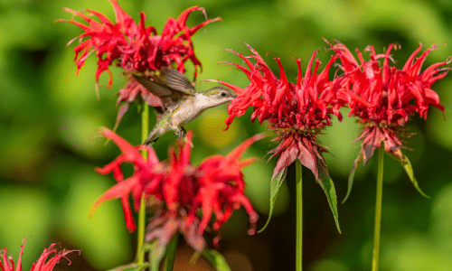 bee balm small