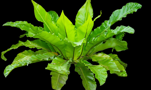 bird's nest fern small