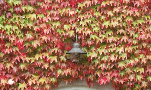 boston ivy small