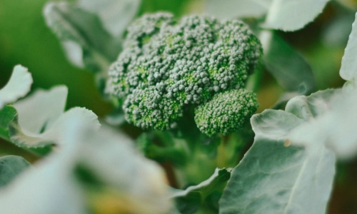 broccoli small