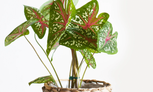 caladium small