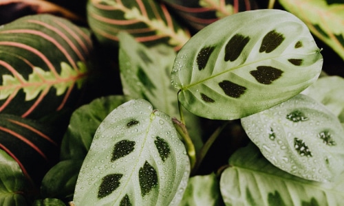 calathea small