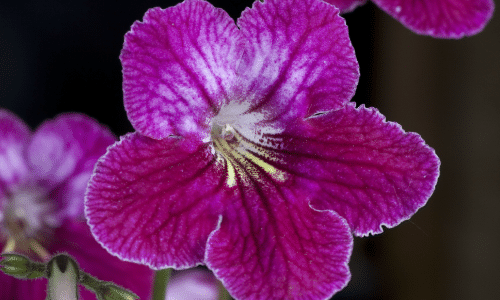 cape primrose small