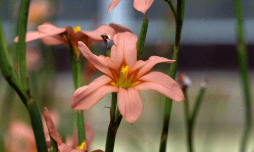 cape tulip small