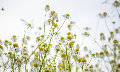 chamomile small