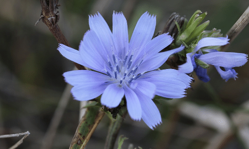 chickory plant small