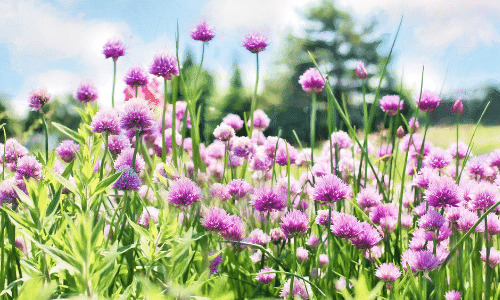 chives small