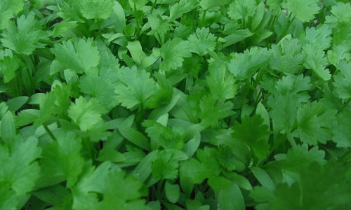 cilantro small