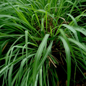 citronella grass small
