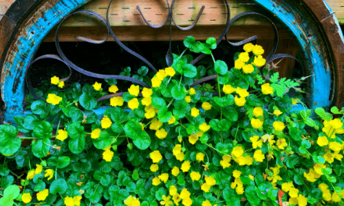 creeping jenny small