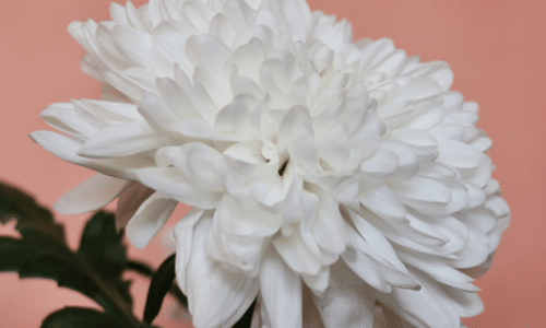 chrysanthemum