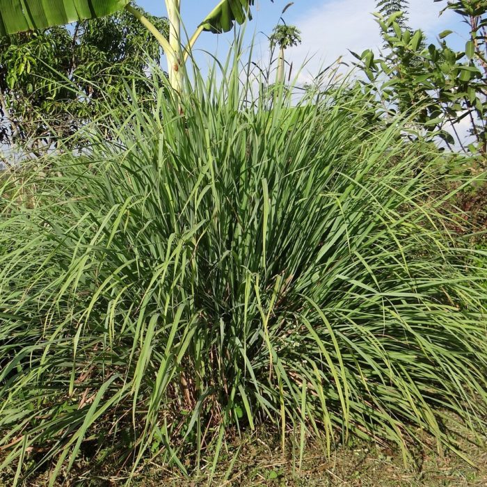 citronella grass