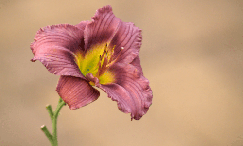daylily small