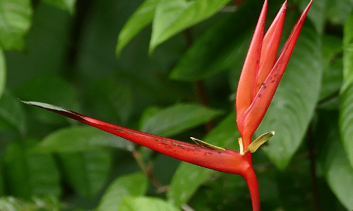 false bird of paradise small