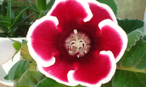 gloxinia small