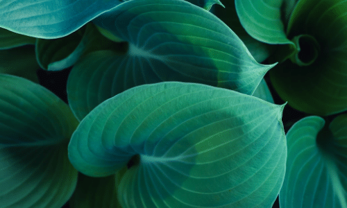 hosta small