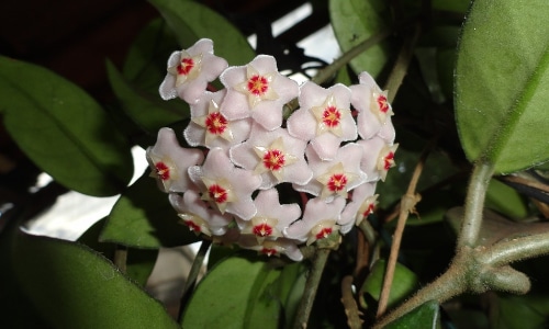 hoya flowers