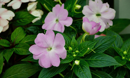 impatiens small