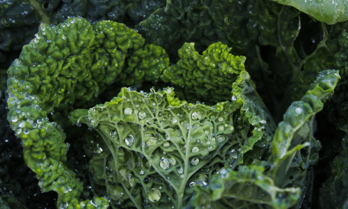 kale small