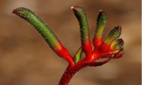 kangaroo paw small