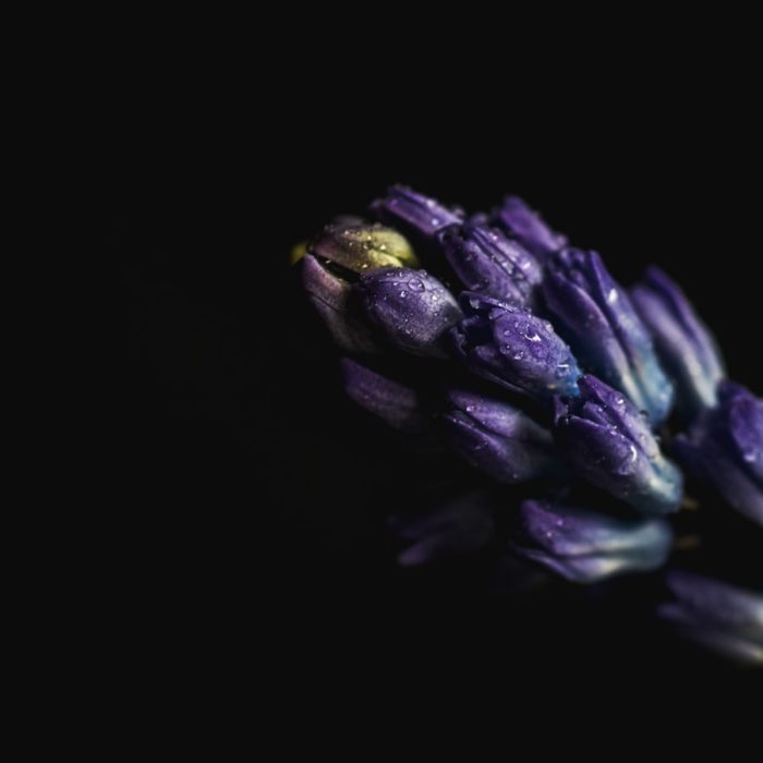 lavender bloom black background