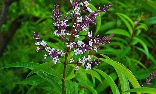 lemon verbena small