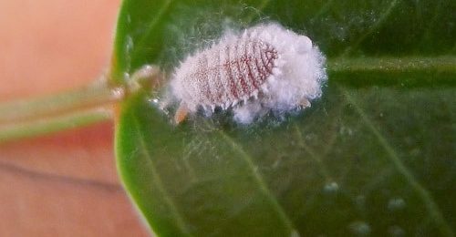 mealybug6