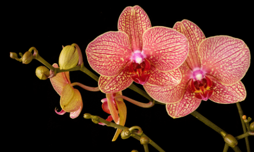 orchid small