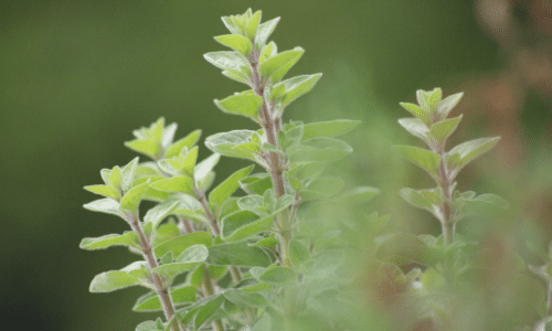 oregano small