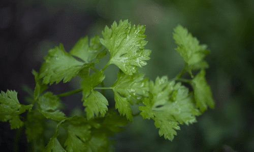 parsley small