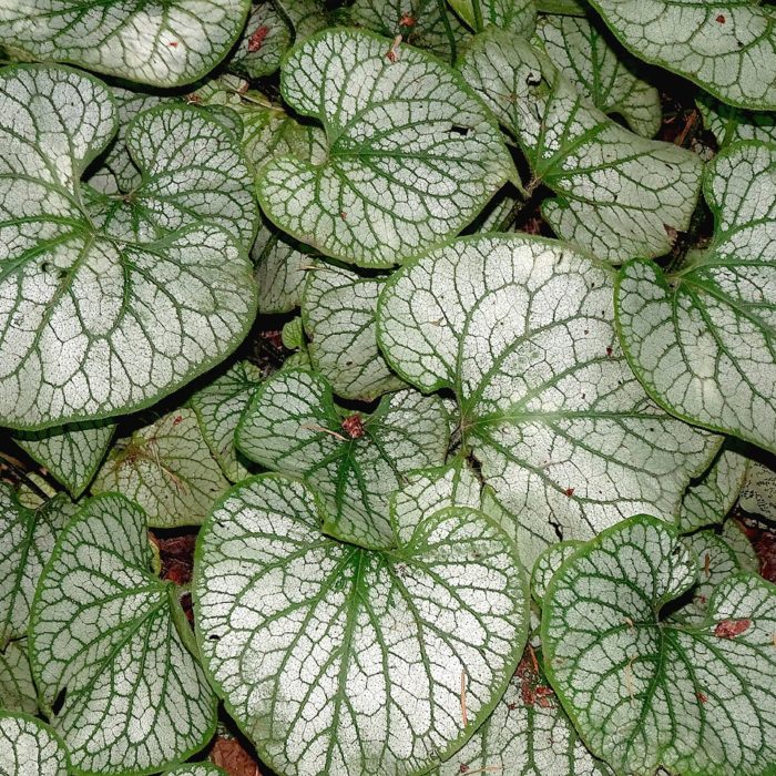 variegated peperomia