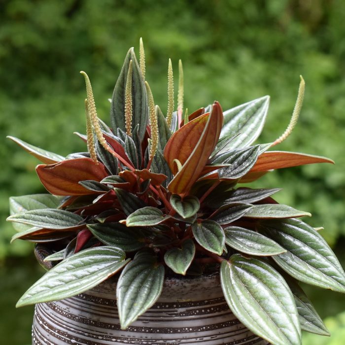 peperomia with flowers