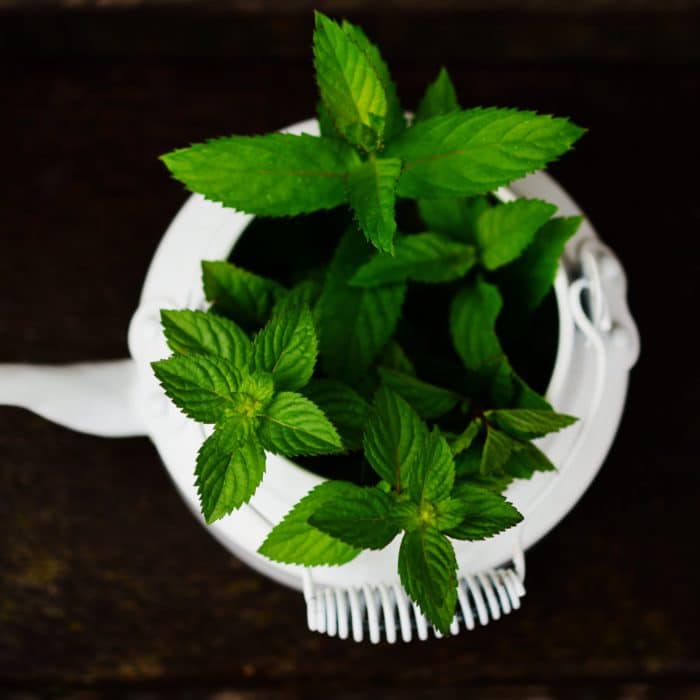 peppermint in teapot