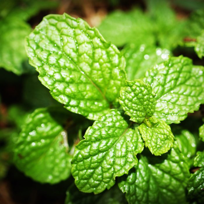 peppermint plant