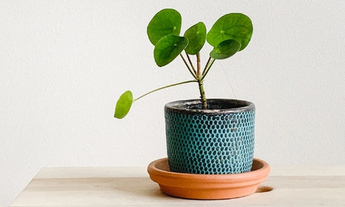 pilea money plant